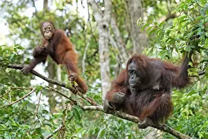Borneo Orangutan - female with baby. Camp Leaky, Tanjung Puting National Park, Borneo, Indonesia