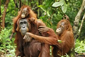Borneo Orangutan - female with baby. Camp Leaky, Tanjung Puting National Park, Borneo, Indonesia
