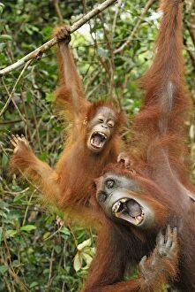 Images Dated 11th November 2007: Borneo Orangutan - female with baby