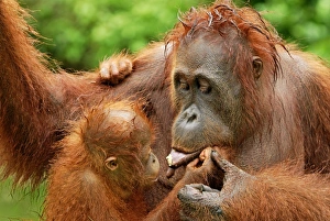 Images Dated 11th November 2007: Borneo Orangutan - female with baby
