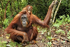 Images Dated 8th November 2007: Borneo Orangutan - female with baby