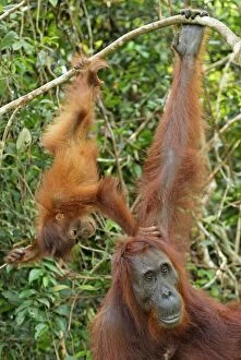 Images Dated 9th November 2007: Borneo Orangutan - female with baby