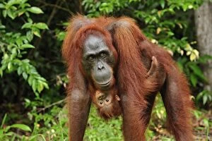 Images Dated 14th November 2008: Borneo Orangutan - female with baby - Camp Leakey - Tanjung Puting National Park - Kalimantan