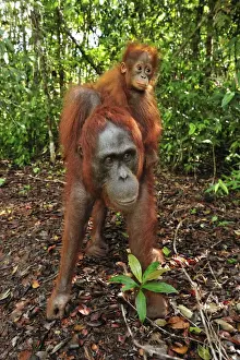 Borneo Orangutan - female with baby - Camp Leakey - Tanjung Puting National Park - Kalimantan - Borneo - Indonesia