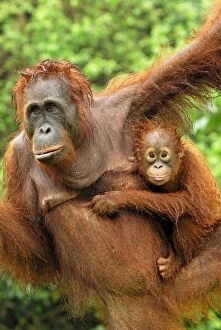 Images Dated 11th November 2007: Borneo Orangutan - female with baby. Camp Leaky, Tanjung Puting National Park, Borneo, Indonesia