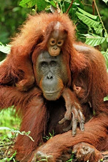 Mothers Collection: Borneo Orangutan - female with baby. Camp Leaky, Tanjung Puting National Park, Borneo, Indonesia
