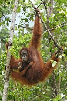 Images Dated 10th November 2007: Borneo Orangutan - female with baby. Camp Leaky, Tanjung Puting National Park, Borneo, Indonesia