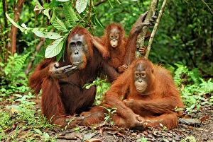 Images Dated 8th November 2007: Borneo Orangutan - female with baby. Camp Leaky, Tanjung Puting National Park, Borneo, Indonesia