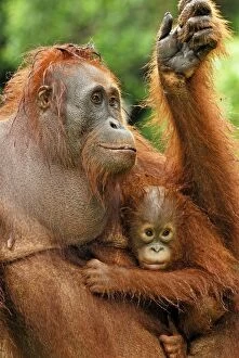 Images Dated 11th November 2007: Borneo Orangutan - female with baby. Camp Leaky, Tanjung Puting National Park, Borneo, Indonesia