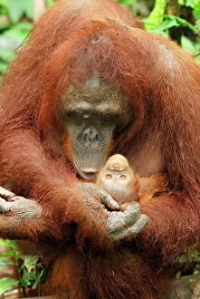 Images Dated 10th November 2007: Borneo Orangutan - female with baby. Camp Leaky, Tanjung Puting National Park, Borneo, Indonesia