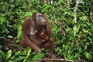 Images Dated 9th November 2008: Borneo Orangutan - female with baby - holding leaves over their heads as a roof / umbrella to