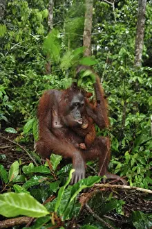 Orang Utans Prints: Borneo Orangutan - female with baby - holding leaves over their heads as a roof / umbrella to protect themselves