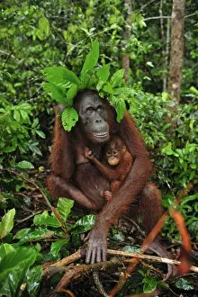 Orang Utans Prints: Borneo Orangutan - female with baby - holding leaves over their heads as a roof / umbrella to protect themselves