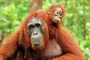 Borneo Orangutan - female with baby. (Pongo pygmaeus)