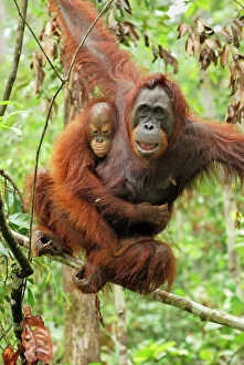 Clinging Gallery: Borneo Orangutan - female with baby (Pongo pygmaeus)