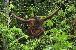 Borneo Orangutan - female with baby on a tree