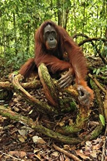 Images Dated 14th November 2008: Borneo Orangutan - female - Camp Leakey - Tanjung Puting National Park - Kalimantan - Borneo