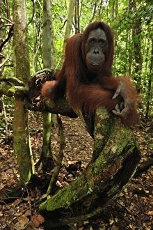 Images Dated 14th November 2008: Borneo Orangutan - female - Camp Leakey - Tanjung Puting National Park - Kalimantan - Borneo