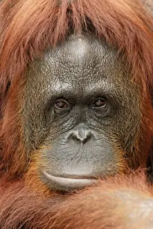 Monkey Prints: Borneo Orangutan - female. Camp Leaky, Tanjung Puting National Park, Borneo, Indonesia