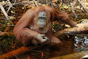 Borneo Orangutan - female. Camp Leaky, Tanjung Puting National Park, Borneo, Indonesia