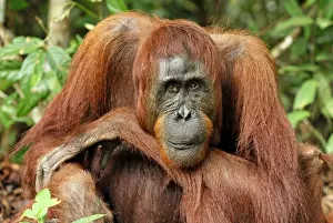 Borneo Orangutan - female. Camp Leaky, Tanjung Puting National Park, Borneo, Indonesia