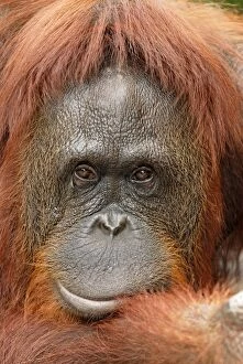 Images Dated 8th November 2007: Borneo Orangutan - female. Camp Leaky, Tanjung Puting National Park, Borneo, Indonesia