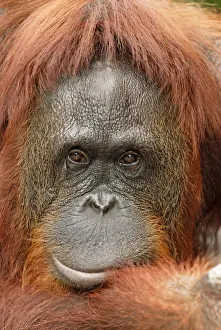 Borneo Orangutan - female. Camp Leaky, Tanjung Puting National Park, Borneo, Indonesia