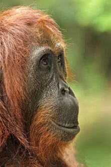 Images Dated 11th November 2007: Borneo Orangutan - female. Camp Leaky, Tanjung Puting National Park, Borneo, Indonesia