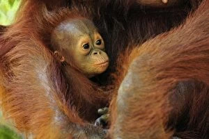 Borneo Orangutan - female holding her baby (Pongo pygmaeus)