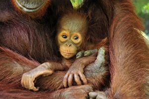 Borneo Orangutan - female holding her baby (Pongo pygmaeus)