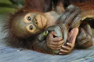 Orang Utans Prints: Borneo Orangutan - female holding her baby - Camp Leakey - Tanjung Puting National Park - Kalimantan - Borneo