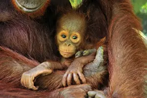 Borneo Orangutan - female holding her baby - Camp Leakey - Tanjung Puting National Park - Kalimantan - Borneo - Indonesia