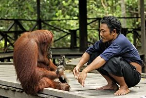 Images Dated 8th November 2007: Borneo Orangutan female with indonesian man (Pongo pygmaeus)