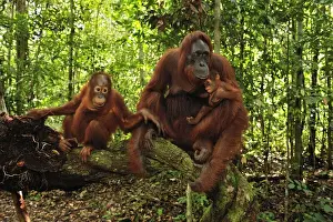 Borneo Orangutan - female with juvenile and baby - Camp Leakey - Tanjung Puting National Park - Kalimantan - Borneo - Indonesia