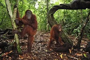 Images Dated 9th November 2008: Borneo Orangutan - female with juvenile - Camp Leakey - Tanjung Puting National Park - Kalimantan