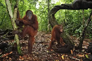 Orang Utans Prints: Borneo Orangutan - female with juvenile - Camp Leakey - Tanjung Puting National Park - Kalimantan - Borneo - Indonesia