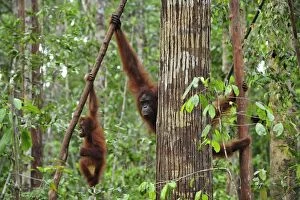 Borneo Orangutan - female and juvenile hanging from branch in tree