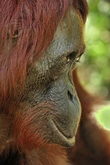 Borneo Orangutan - female portrait from the side