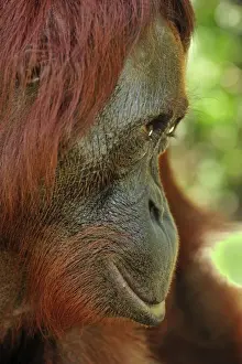 Orang Utans Prints: Borneo Orangutan - female portrait from the side - Camp Leakey - Tanjung Puting National Park - Kalimantan - Borneo