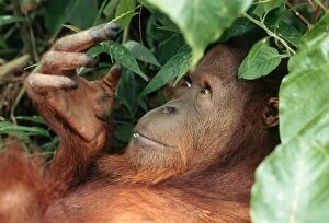 Images Dated 17th November 2008: Borneo Orangutan - female Sepilok Sanctuary reserve - Sabah - Borneo - Malaysia