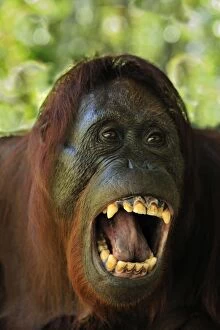 Borneo Orangutan - female showing her teeth (Pongo pygmaeus