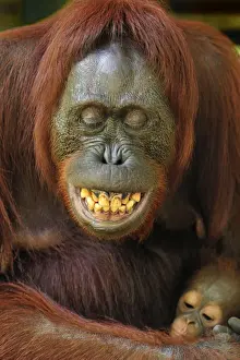 Borneo Prints: Borneo Orangutan - female showing her teeth with baby - Camp Leakey - Tanjung Puting National Park - Kalimantan