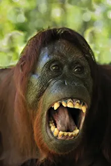 Borneo Prints: Borneo Orangutan - female showing her teeth - Camp Leakey - Tanjung Puting National Park - Kalimantan - Borneo