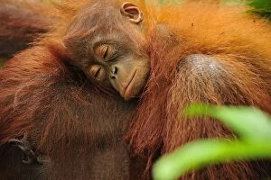 Images Dated 14th November 2008: Borneo Orangutan - female with sleeping baby - Camp Leakey - Tanjung Puting National Park