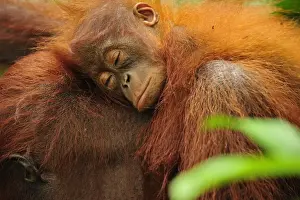 Hitchhiking Prints: Borneo Orangutan - female with sleeping baby - Camp Leakey - Tanjung Puting National Park - Kalimantan - Borneo