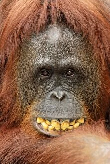 Images Dated 8th November 2007: Borneo Orangutan - female smiling