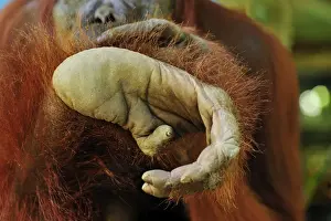 Borneo Prints: Borneo Orangutan - foot - Camp Leakey - Tanjung Puting National Park - Kalimantan - Borneo - Indonesia