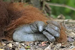 Borneo Prints: Borneo Orangutan - foot. Camp Leaky, Tanjung Puting National Park, Borneo, Indonesia