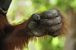 Borneo Orangutan - hand - Camp Leakey - Tanjung Puting National Park - Kalimantan - Borneo - Indonesia