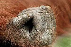 Borneo Orangutan - hand. Camp Leaky, Tanjung Puting National Park, Borneo, Indonesia